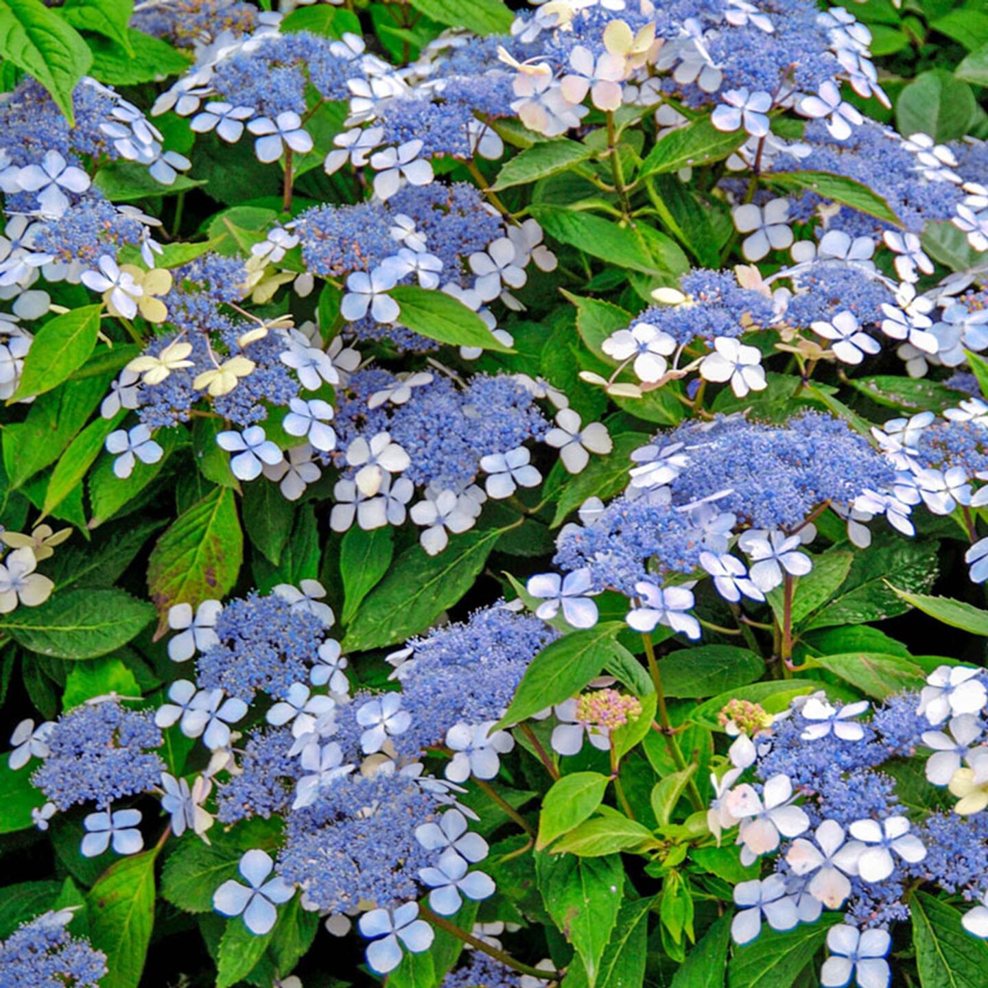 Lacecap hydrangea in bloom